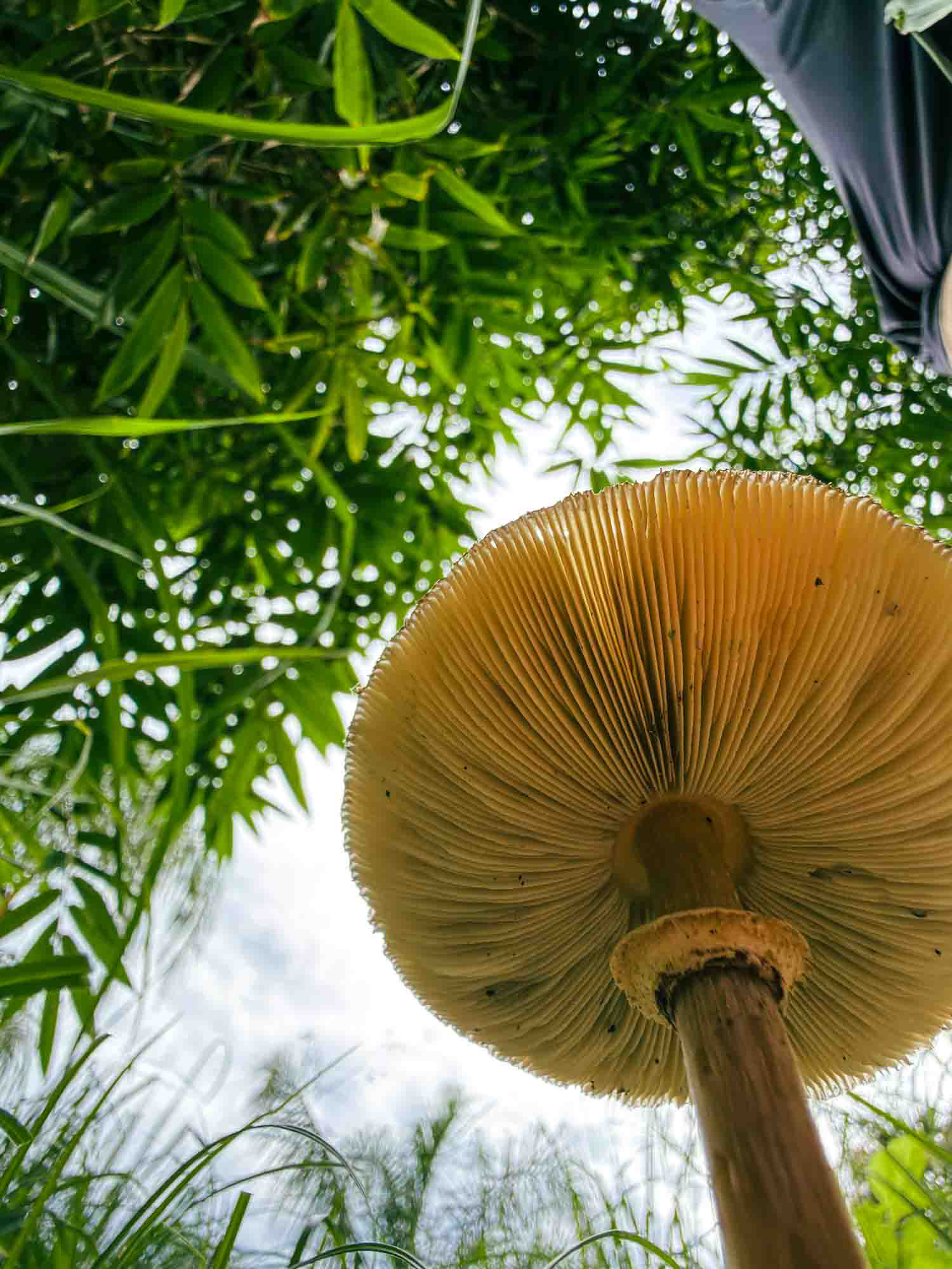 The gills of a mushroom, lit from below against bamboo and sky
